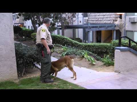 El Cajon Police Non Emergency