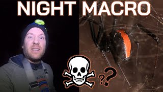 My Close Encounter with one of the deadliest spiders in the world