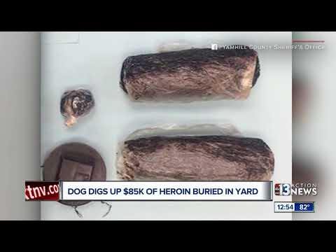 Video: Golden Retriever Graver Opp $ 85 000 Verdier Av Heroin I Bakgården