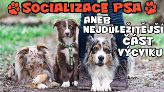 SOCIALIZACE PSA aneb začleňování štěněte do lidského i psího světa