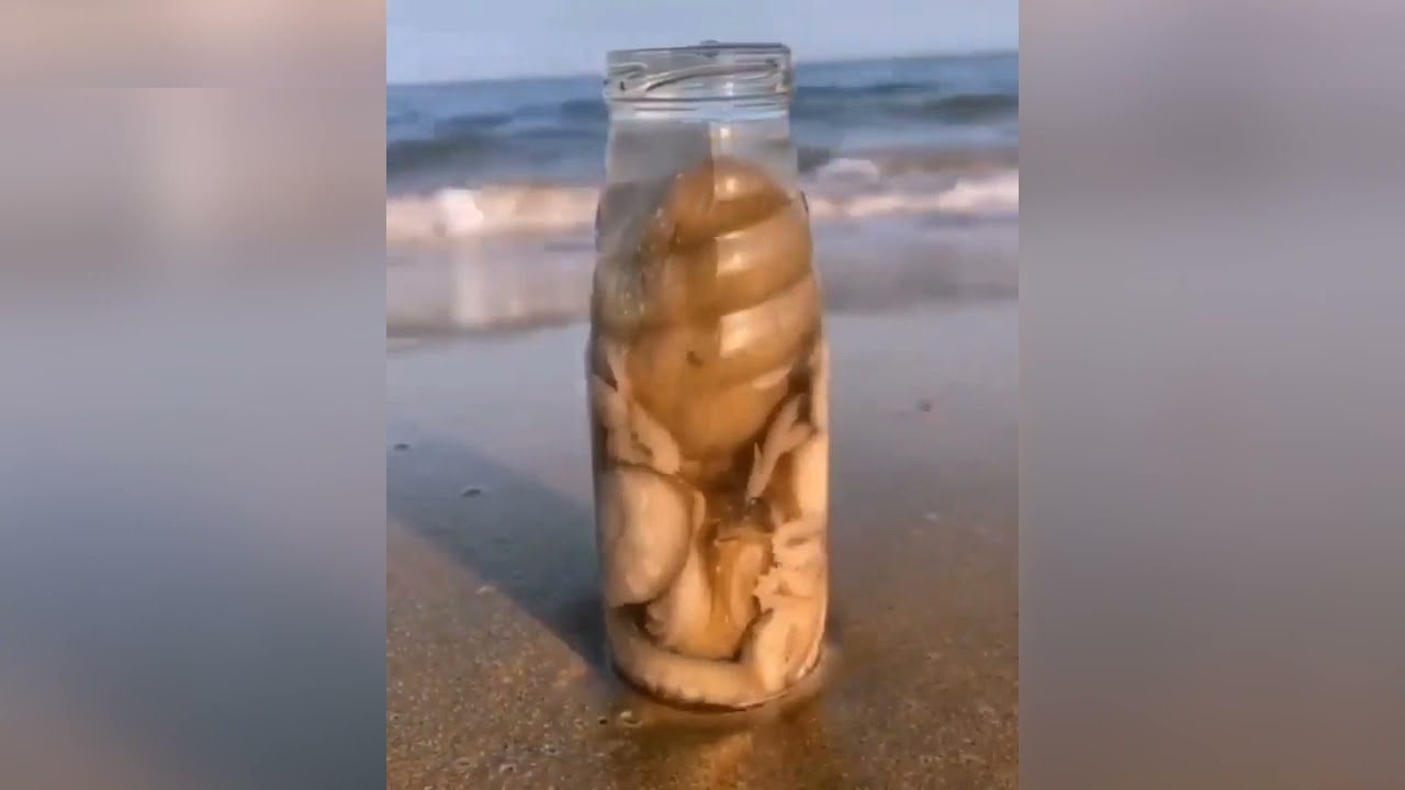 Identify what is this animal ? 