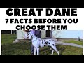 Before you buy a dog - GREAT DANE - 7 facts to consider! DogCastTV! の動画、YouTube動画。