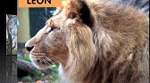 Learn french animals song - basic words in French - Lion & tigers & Jingle Jeff - YouTube