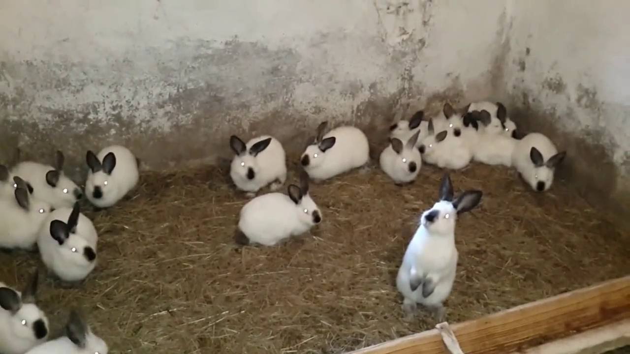 Домашнее кролиководство: мини ферма для кроликов своими руками