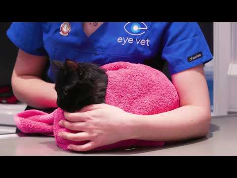 Video: Verabreichen injizierbarer Medikamente an Ihre Katze