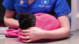 Wie Sie Ihre Katze Für Eine Behandlung Festhalten