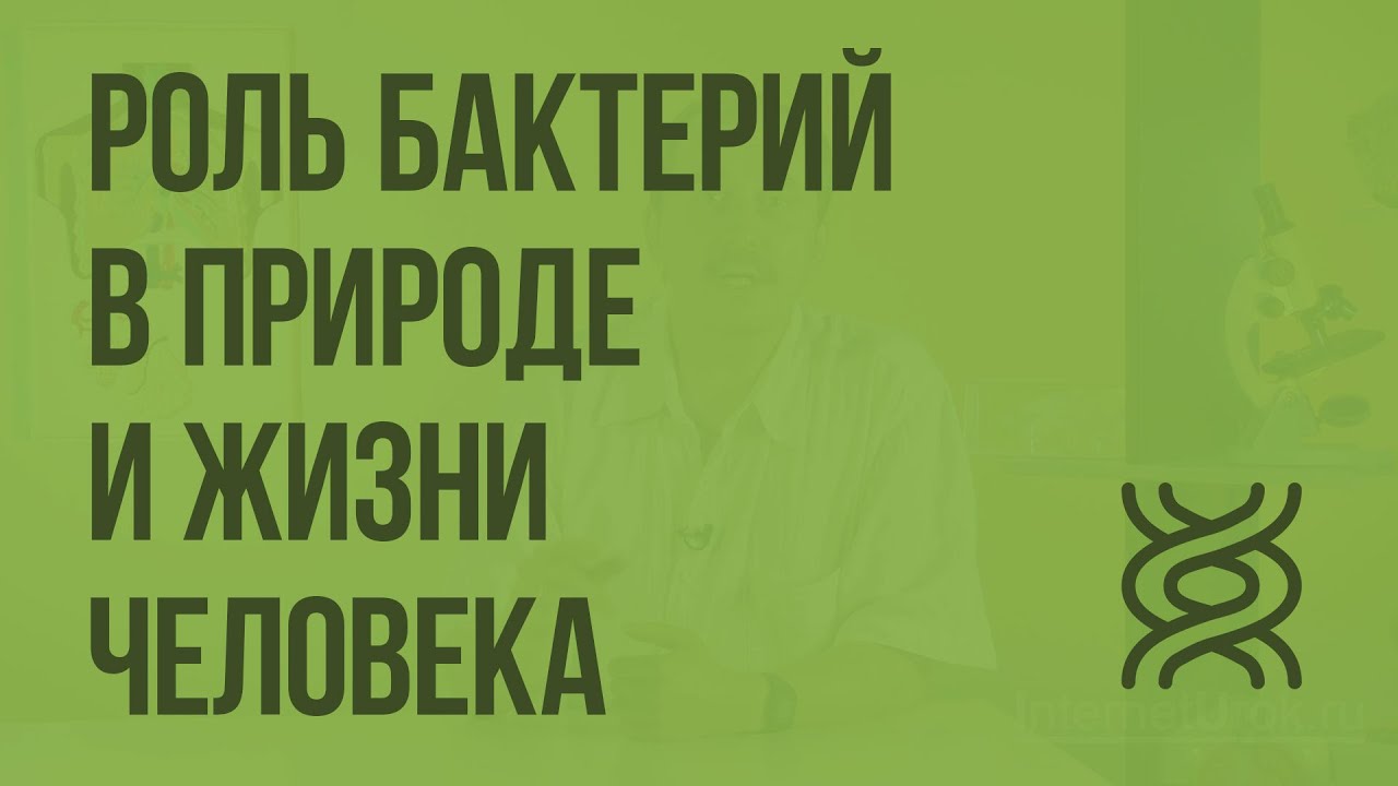 Реферат На Тему Вредные Для Человека Бактерии