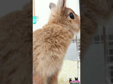 よろしくね🐰