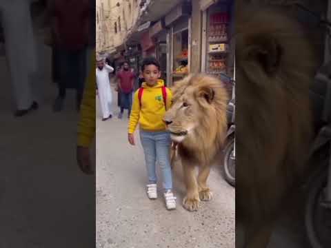طفل يتجول ب اسد في الشارع