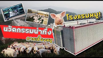 นี่คือ นวัตกรรมการเลี้ยงหมูที่เรียกว่า...โรงแรมหมู! จากประเทศจีน