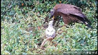 Crested Serpent Eagle Nest- Wężojad czubaty - Samiec z wężem , samica nie karmi jedynaka🐥🌹🍀