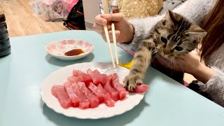 飼い主が大好物のまぐろを横取りして本気で怒られてしまった子猫w