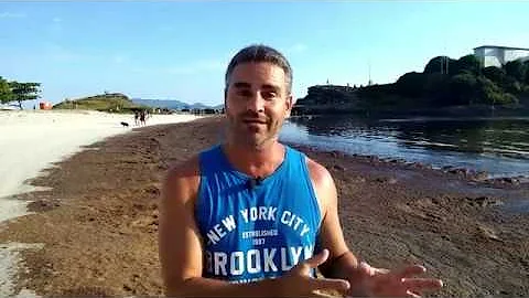 Por que o mar fica cheio de algas?
