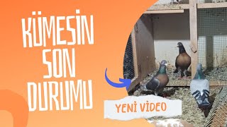 kümesimin son durumu (uzun bir aradan sonra ilk video )