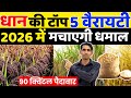 2026 म सबस ज य द प द व र द न व ल ध न क ट प 5 व र यट Dhan Ki Top Variety Dhan Ki Kheti 