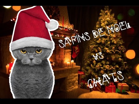 Sapins De Noel Vs Chats Youtube