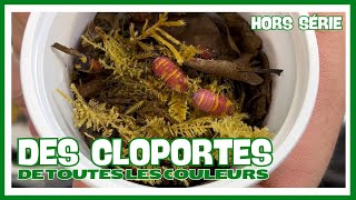 Visite Dun Stand Déleveurs De Cloportes Hors Série