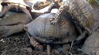 Eastern Box Turtle Mating - Courtship And Copulation