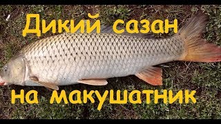 Рыбалка ночью. Большой сазан на макушатник