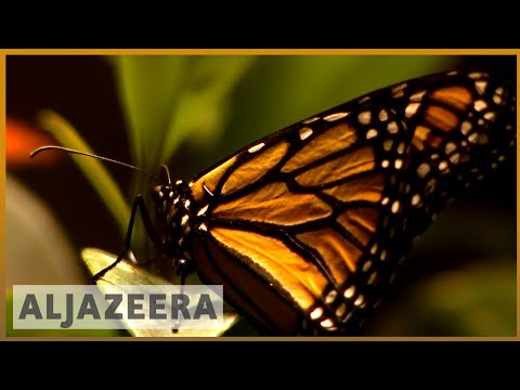 ?Butterflies at New York exhibit educate the public | Al Jazeera English