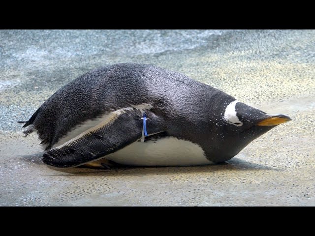 ジェンツーペンギン ＠長崎ペンギン水族館 Gentoo Penguin @Nagasaki
