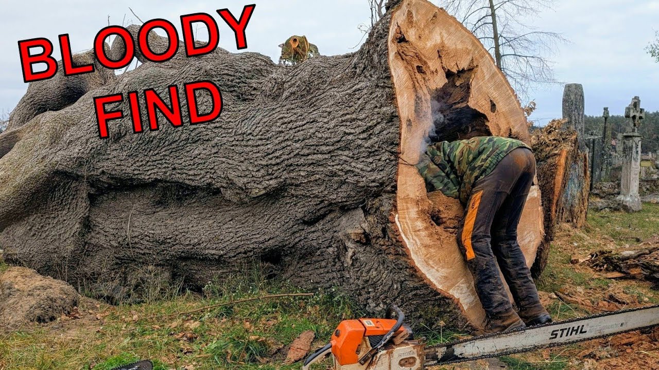 Кровавая находка в старом кладбищенском дереве