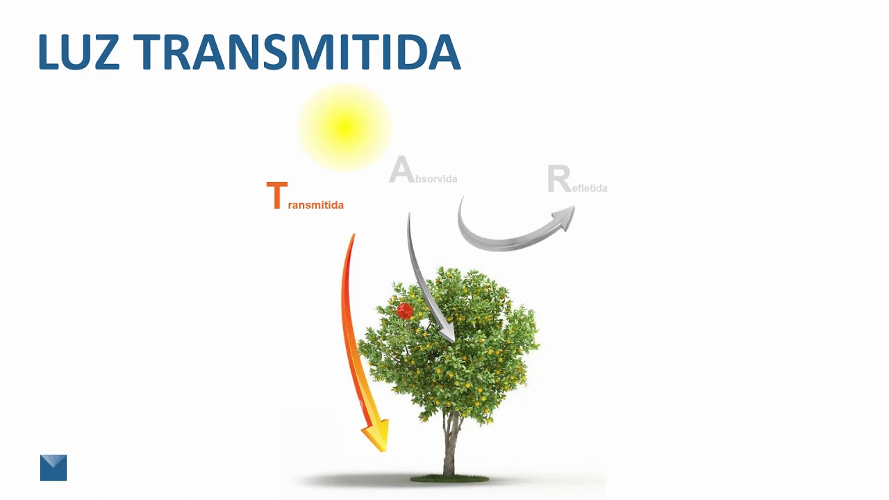 O Texto Contesta Que Concepção Acerca Do Comportamento Da Luz