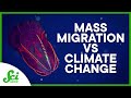 The Carbon Impact of the World’s Largest Mass Migration