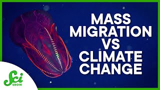 The Carbon Impact of the World’s Largest Mass Migration