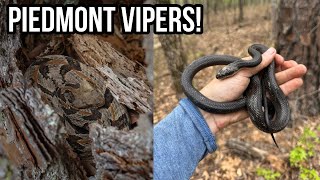 Georgia and South Carolina Herping! Piedmont Vipers, Ratsnakes, and Box Turtles!