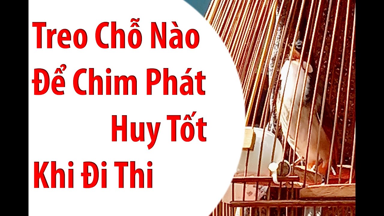 Treo Chỗ Nào Trên Sào Để Chim Phát Huy Tốt Khi Đi Thi #Phú_Tường_wedding