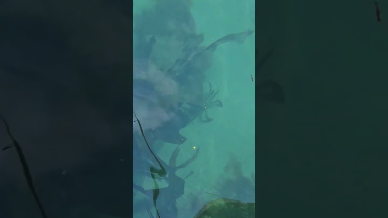 the water is too clear 