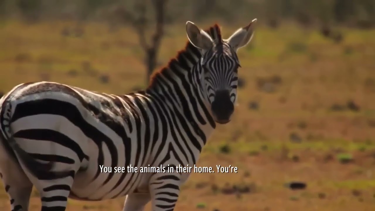 Volunteer Abroad Program: Wildlife Monitoring and Conservation in the Maasai Mara