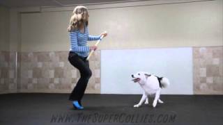 Boogie Shoes Canine Freestyle Routine!