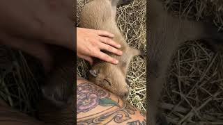 Adorable Baby Capybara Enjoys Scratches