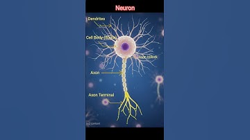 Brain Cell   #neurons
