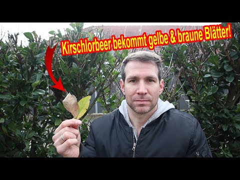 Video: Was tötet meine Lorbeerbüsche?