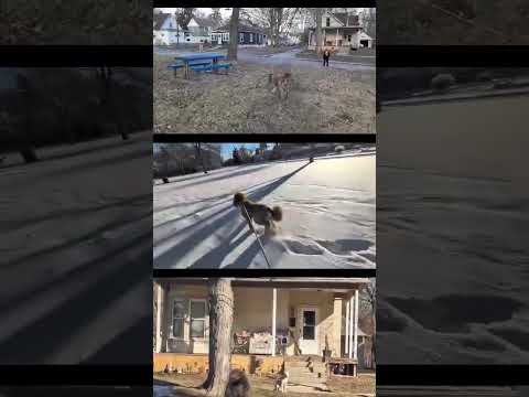 Does your dog stalk like a lion? #funnydogvideos #doodle #predatorvsprey #doodledogs