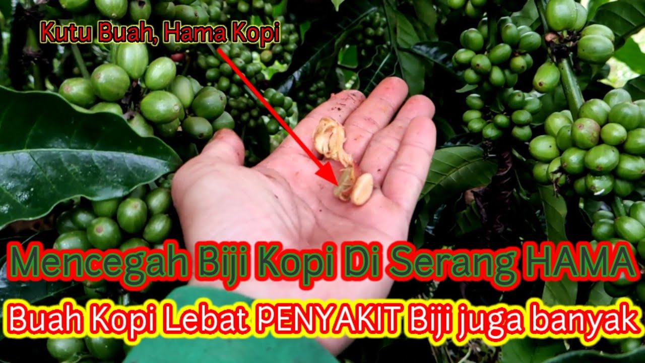 SOLUSI MELAWAN HAMA KUTU YANG MENYERANG BIJI KOPI -Anak Transmigraai