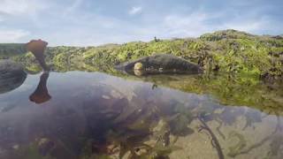 Rockpool Timelapse