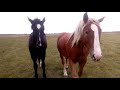 Продається кобила0973046131👍👍👍💯 Коні ваговози 🐴🔥🔥💯 Коні в Україні 💪👍💯