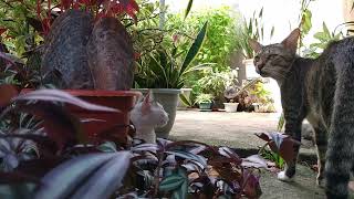 Cartagena Tribe acting weird on Holy Saturday #cats #gatos #dog