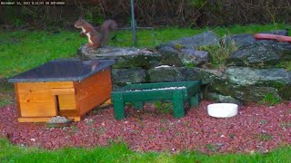 Squirrel battling the elements