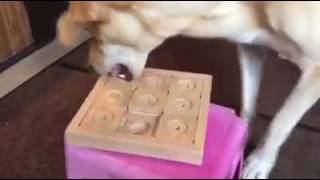 Puck is playing her Dog Sudoku Expert - My Intelligent Dogs® by My Intelligent Dogs® 293 views 7 years ago 50 seconds