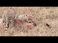 Spectacular kill of a Topi by 4 Cheetah&#39;s (short version)