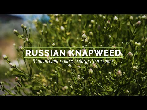 Russian Knapweed