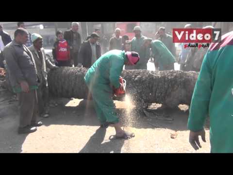 محافظة القاهرة تقتلع نخيل كوبرى القبة لكبر سنه