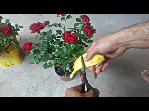 Vídeo: Como transplantar uma roseira selvagem - movendo roseiras selvagens para o seu jardim