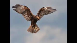 Coby En Willem K Voel Een Koele Bries