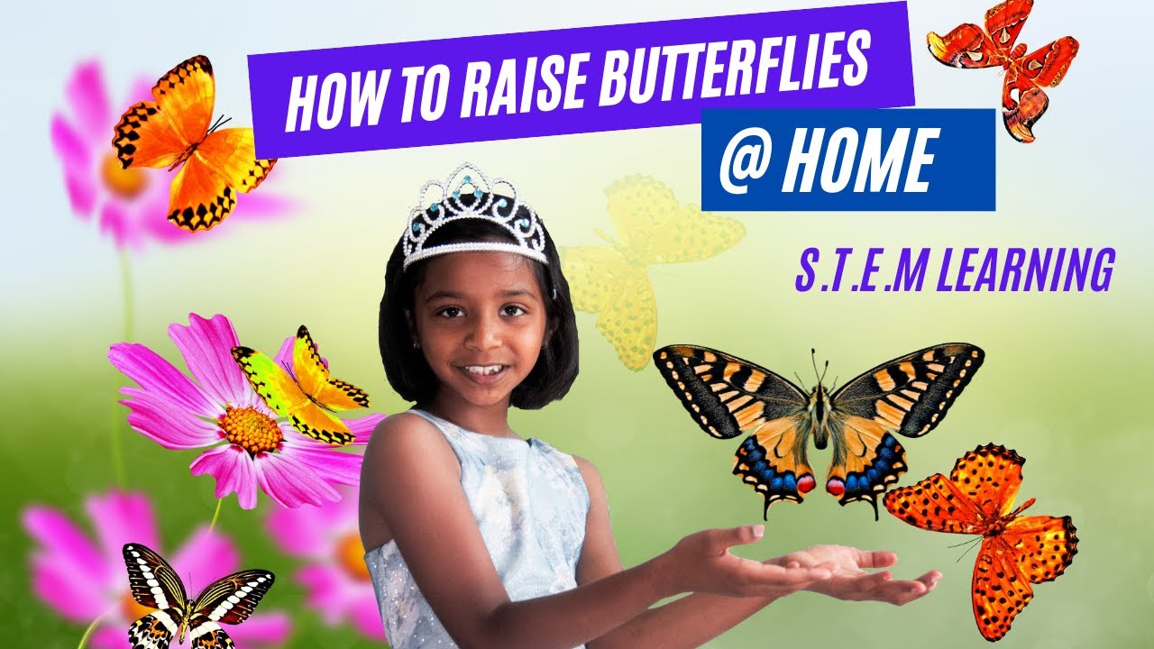 How To Raise Butterflies at Home